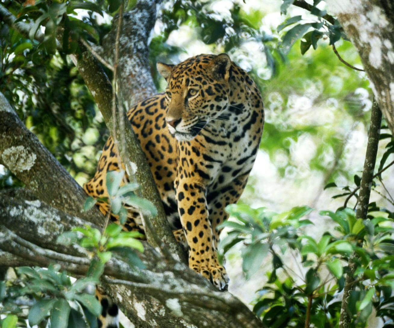 Jaguar